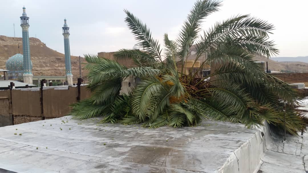 بارندگی ۴۵.۵ میلیمتری باران در شهر لار/ ابگرفتگی معابرو سقوط نخل کهنسال